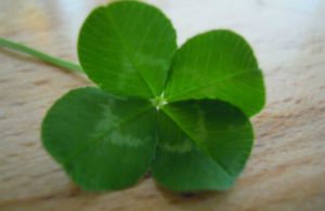 4 leaf clover