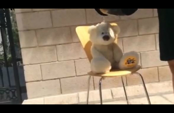 Teddy Bear does the ice bucket challenge