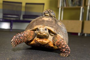 Tortoise profile picture